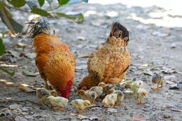 Billede af høns og kyllinger