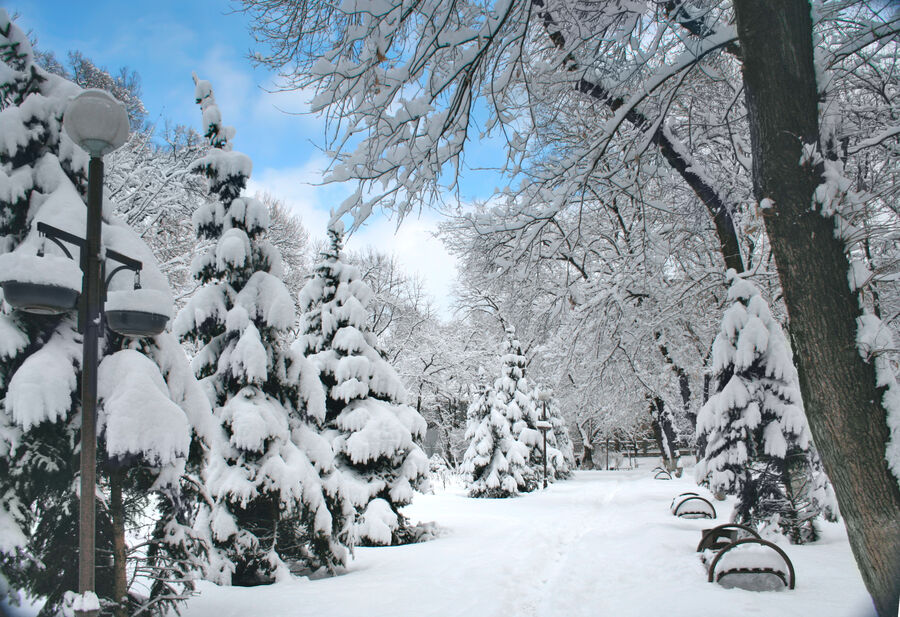 Billede af park med sne