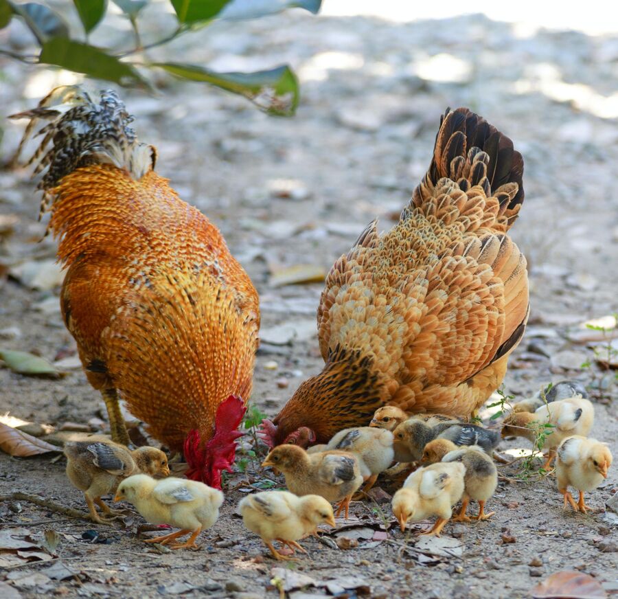Billede af høns og kyllinger